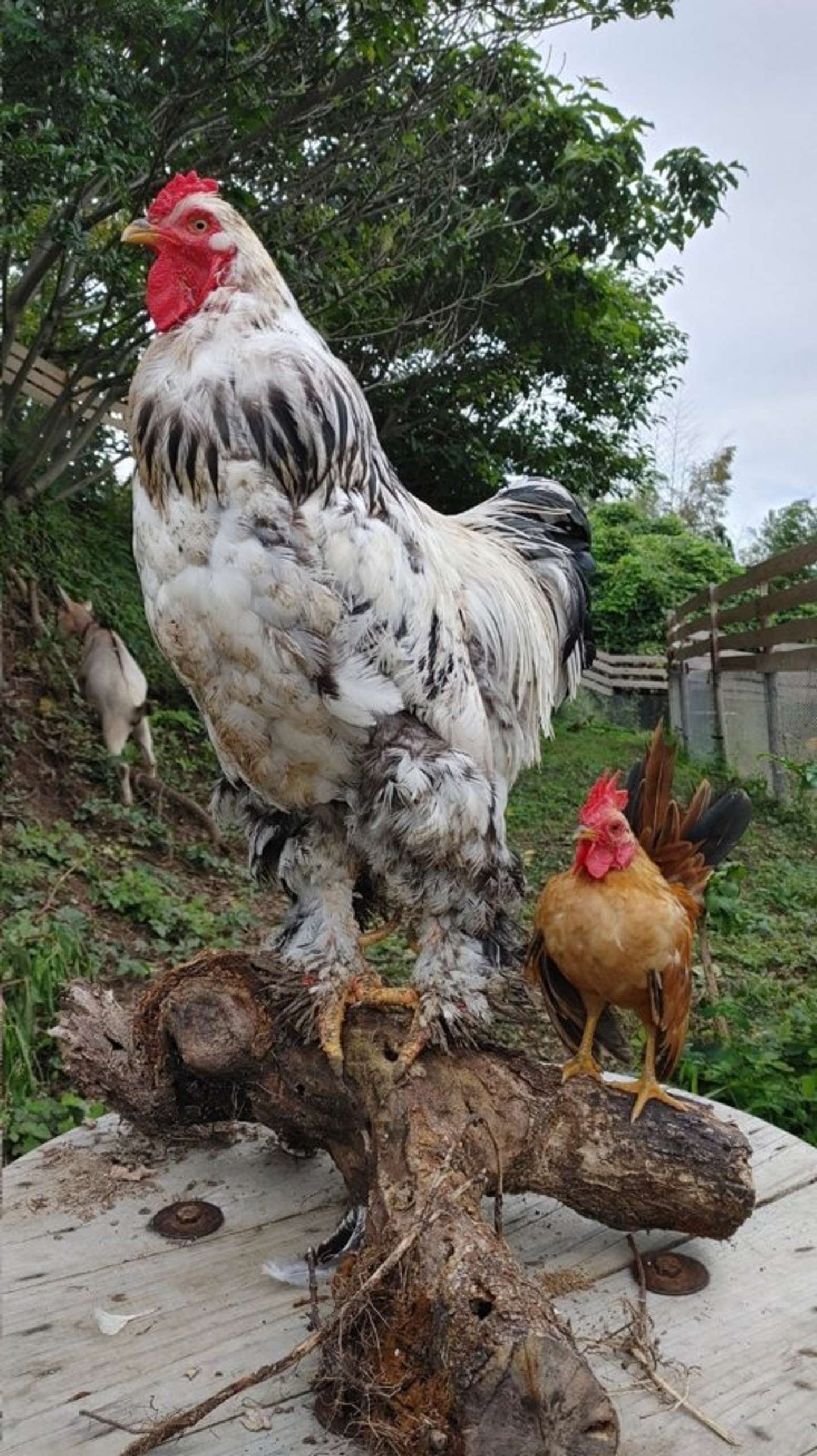 đá gà đòn,Đá Gà Đòn: Thách Thức Về Tinh Thần và Kỹ Năng đá gà đòn,Đá Gà Đòn: Thách Thức Về Tinh Thần và Kỹ Năng
